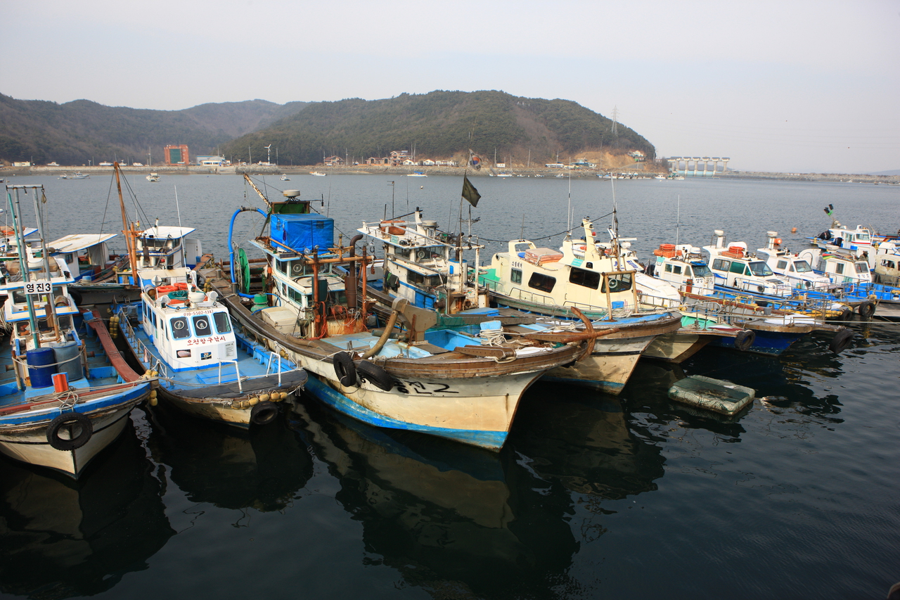 충남 서해안 작은 포구에 정박한 고깃배들, 갯내음 나는 한적한 어촌 풍경