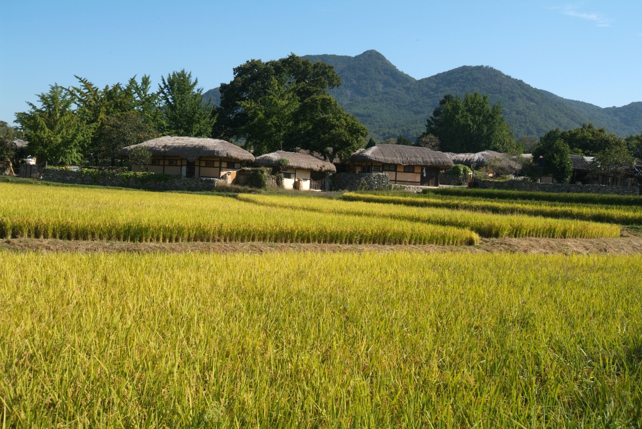 충남 농촌 마을, 황금빛 벼가 익은 논 뒤로 초가집과 산이 보이는 가을 풍경