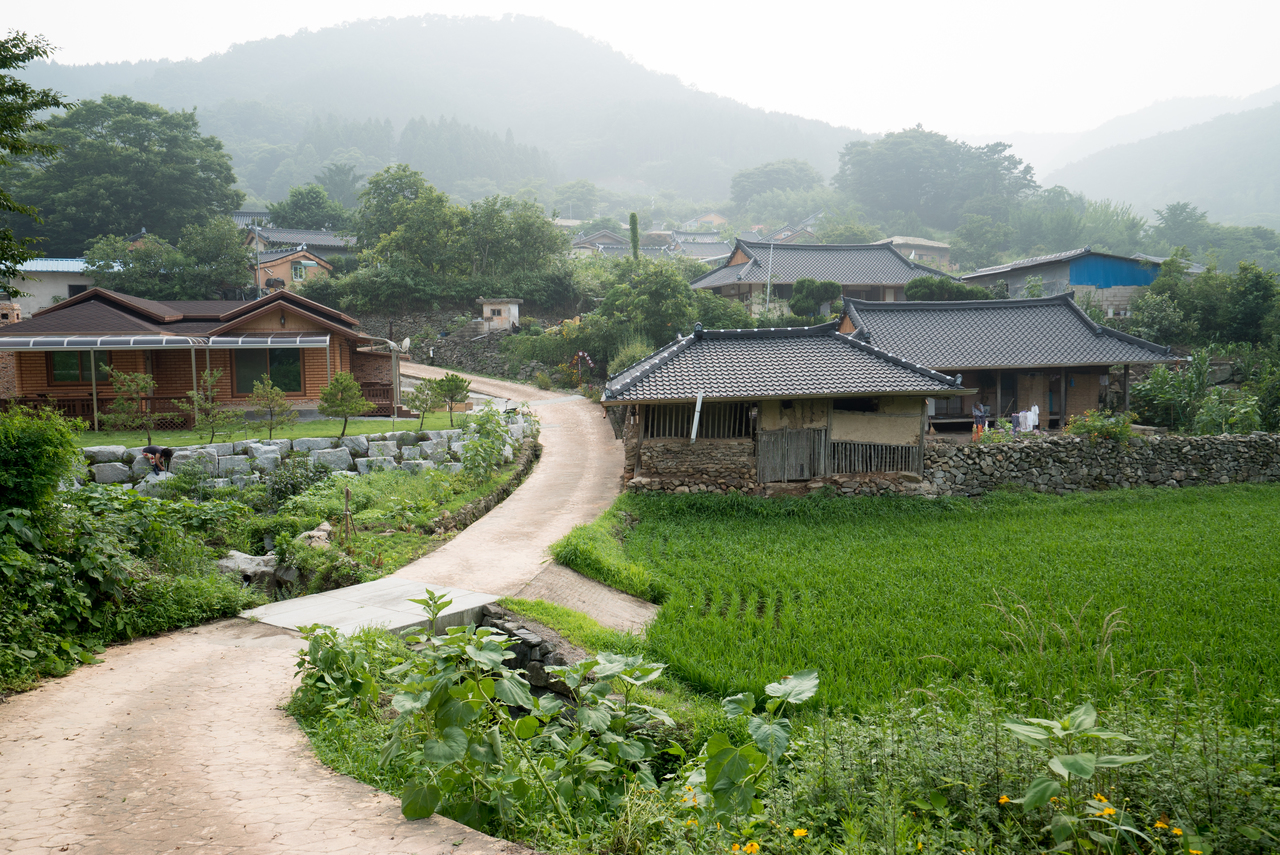 기와집과 텃밭, 흙길 옆 푸른 논과 뒤편 산이 어우러진 한적한 농촌 시골 마을 풍경