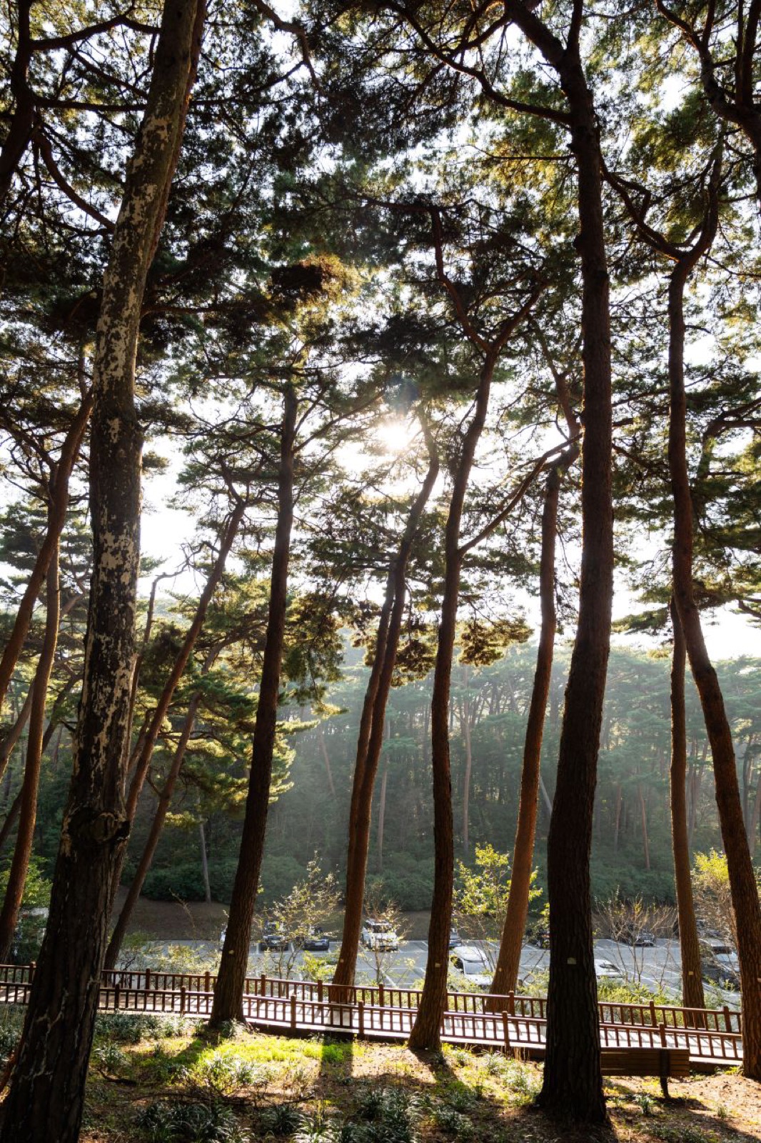 태안 안면도 자연휴양림의 키 큰 안면송 소나무 숲, 아침 햇살이 나무 사이로 비치는 모습