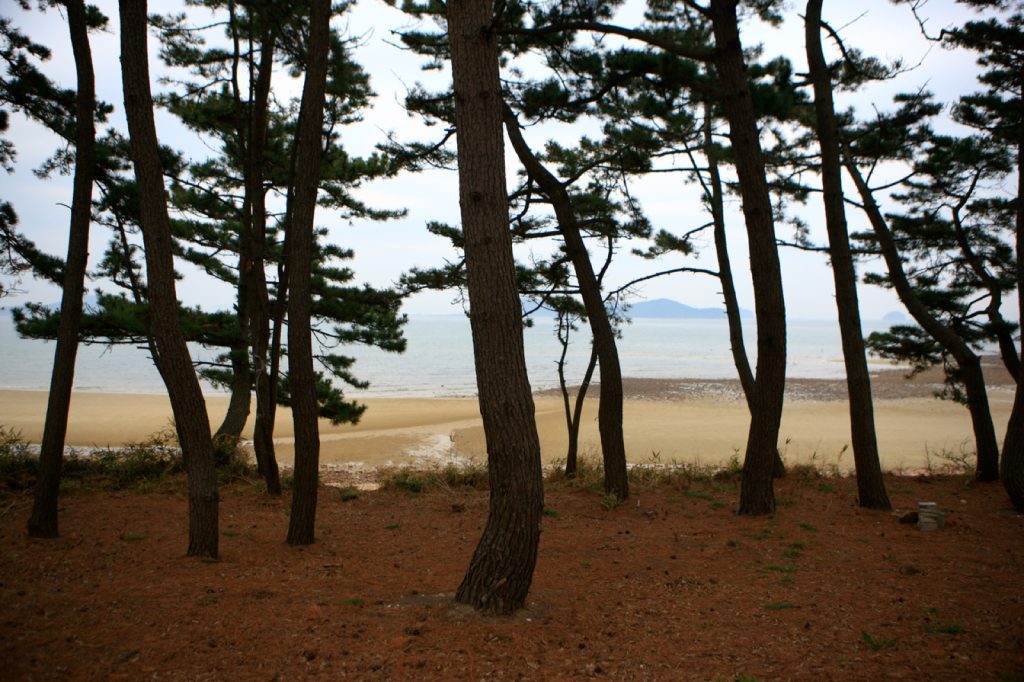 태안 안면도 장곡해변 모래사장 앞에 줄지어 선 해송 방풍림과 썰물 진 갯벌