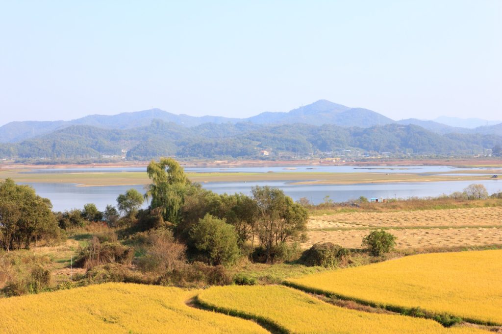 충남 예산 예당호 옆으로 누렇게 익은 가을 논과 먼 산 능선