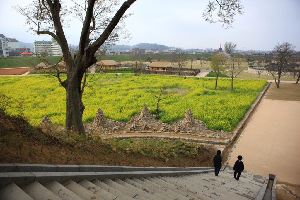 서산 해미읍성 성곽 위에서 내려다본 성 안 유채꽃밭과 성 밖 해미 읍내 아파트